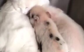 Three Baby Pigs Share A Cat Pillow - Animals - VIDEOTIME.COM