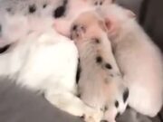 Three Baby Pigs Share A Cat Pillow
