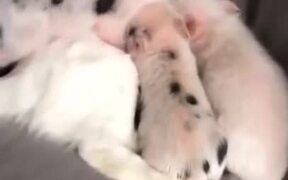 Three Baby Pigs Share A Cat Pillow - Animals - VIDEOTIME.COM