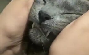 The Cat Absolutely Loves Face Massages - Animals - VIDEOTIME.COM