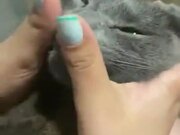 The Cat Absolutely Loves Face Massages