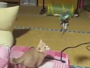  Attack On Titan Vs Cat