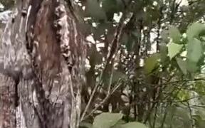 Poking Two Highly Camouflaged Birds - Animals - VIDEOTIME.COM