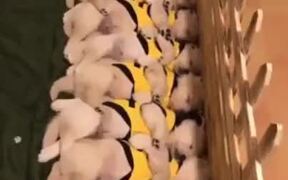 Puppies Waking Up Together Like Dominoes - Animals - VIDEOTIME.COM