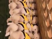Puppies Waking Up Together Like Dominoes