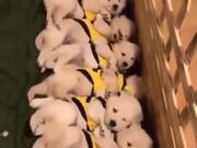 Puppies Waking Up Together Like Dominoes