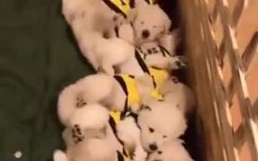 Puppies Waking Up Together Like Dominoes - Animals - VIDEOTIME.COM