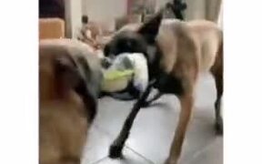 Two Dogs Tugging On A Football  - Animals - VIDEOTIME.COM