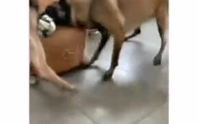 Two Dogs Tugging On A Football  - Animals - VIDEOTIME.COM