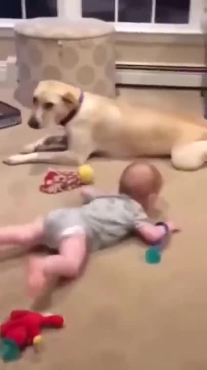 Baby Crawl Races Against Dog