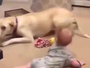 Baby Crawl Races Against Dog