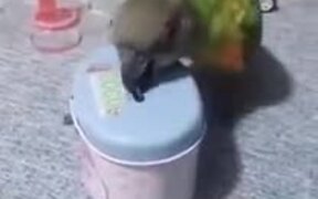 The Smartest Bird - Animals - VIDEOTIME.COM