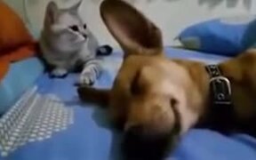 Sleeping Dog's Fart Makes Cat Angry - Animals - VIDEOTIME.COM