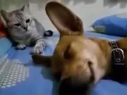 Sleeping Dog's Fart Makes Cat Angry