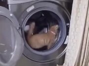 Washing Machine=Treadmill For Cats