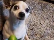 Dog Loses It When Given A Cucumber