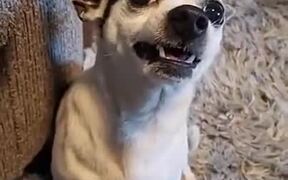 Dog Loses It When Given A Cucumber - Animals - VIDEOTIME.COM