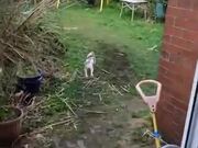 Small Dog Tries To Exact Revenge On Cat, Fails