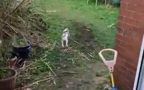 Small Dog Tries To Exact Revenge On Cat, Fails - Animals - VIDEOTIME.COM