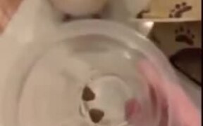 Small Dog Loses Its Mind
