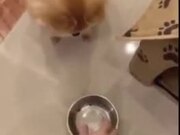 Small Dog Loses Its Mind