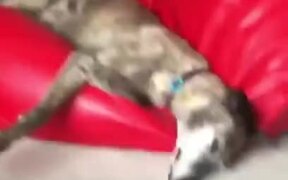 Big Doggo's Wagging Tail Whips The Other Doggo - Animals - VIDEOTIME.COM