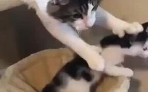 Cat Mother Doesn't Let It's Kitten Go - Animals - VIDEOTIME.COM