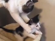 Cat Mother Doesn't Let It's Kitten Go