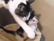 Cat Mother Doesn't Let It's Kitten Go