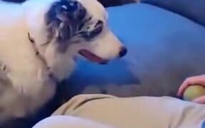Dog Waits For Sleeping Old Man To Throw The Ball - Animals - VIDEOTIME.COM