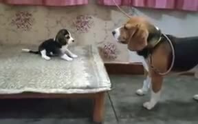 Baby Beagle Has A Cute Conversation With Daddy - Animals - VIDEOTIME.COM