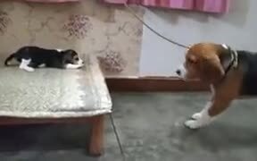 Baby Beagle Has A Cute Conversation With Daddy - Animals - VIDEOTIME.COM
