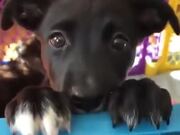 Puppy Eyes Full Of Innocence