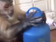 Smart Capuchin Monkey Unboxes A Water Bottle