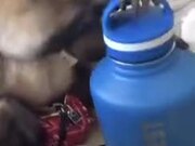 Smart Capuchin Monkey Unboxes A Water Bottle