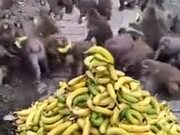 Monkeys Are Better Organized Than Humans