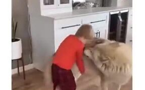 Wolf Dogs Are The Best Dogs - Animals - VIDEOTIME.COM