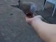 Beautiful Collared Doves Feed From Guy's Hand