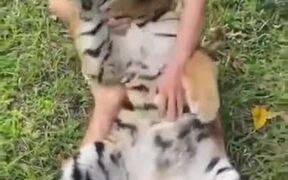 Tiger Cub Gets Its Belly Rubbed