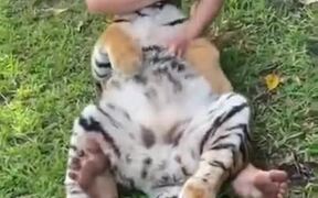 Tiger Cub Gets Its Belly Rubbed