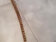 Possibly The Longest Domino Chain Reaction