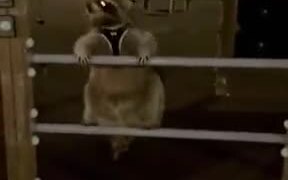When You Decide To Work Out  - Animals - VIDEOTIME.COM