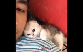 Cute Cats - Animals - VIDEOTIME.COM