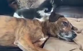 Sweet Kitten Plays With A Dog - Animals - VIDEOTIME.COM