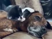 Sweet Kitten Plays With A Dog