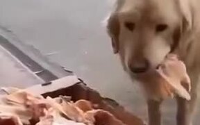 Polite Stray Dogs Only Taking Food They Need