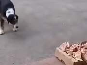 Polite Stray Dogs Only Taking Food They Need