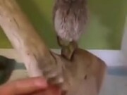 Cute Pet Owl Gets Its Feather Stuck On Its Head