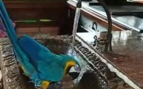 Even Macaws Enjoy A Good Shower