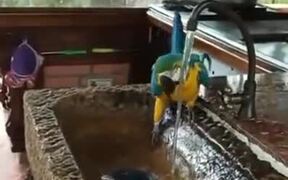 Even Macaws Enjoy A Good Shower - Animals - VIDEOTIME.COM